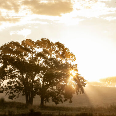 Morning sun creates a starburst through an oak tree with hazy hi